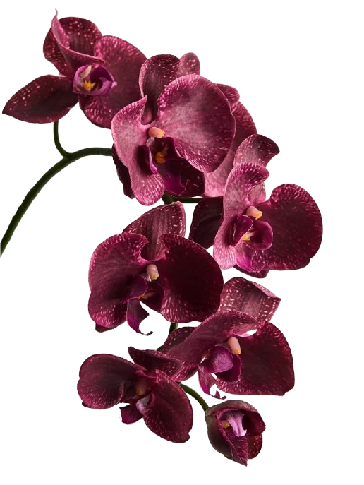 Isabella-and-Sebastian-flowers